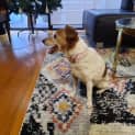 Photo of Buddy