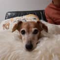 Photo of Buddy