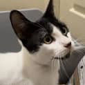 Photo of Banjo