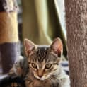 Photo of Tinsel