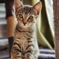 Photo of Tinsel