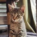 Photo of Tinsel