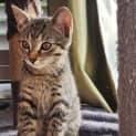 Photo of Tinsel