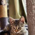 Photo of Tinsel