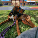 Photo of Bruno