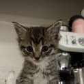 Photo of Bibble