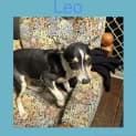 Photo of Leo