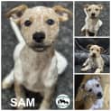 Photo of Sam