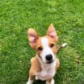 Photo of Dixie