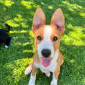 Photo of Dixie