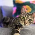 Photo of Beau 