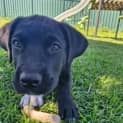 Photo of Nero 10 Week Old Labrador X (Trial)