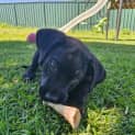 Photo of Nero 10 Week Old Labrador X (Trial)
