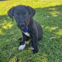 Photo of Nero 10 Week Old Labrador X (Trial)