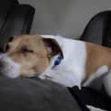 Photo of Ricky 4 Year Old Jack Russell Terrier (Trial)