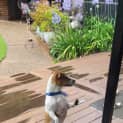 Photo of Ricky 4 Year Old Jack Russell Terrier (Trial)