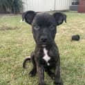 Photo of Diesel