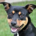 Photo of Pip