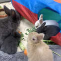 Photo of Bun Affleck