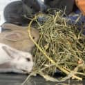 Photo of Bunilla Ice