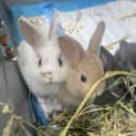 Photo of Bunilla Ice