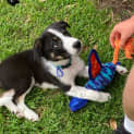 Photo of Jude   18 Week Old Border Collie (Trial)