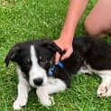 Photo of Jude   18 Week Old Border Collie (Trial)