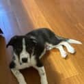 Photo of Jude   18 Week Old Border Collie (Trial)