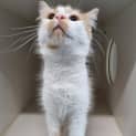 Photo of Gin Gin