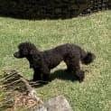 Photo of Peggy 1 Year Old Toy Poodle (Hold)