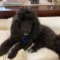Photo of Peggy 1 Year Old Toy Poodle (Hold)