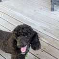 Photo of Peggy 1 Year Old Toy Poodle (Hold)
