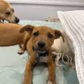 Photo of Alfie   10 Week Old Mixed Breed (Trial)