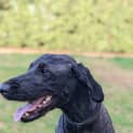Photo of Tilly