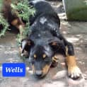 Photo of Wells