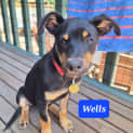 Photo of Wells
