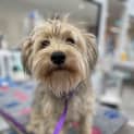 Photo of Scruffy