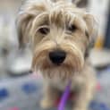 Photo of Scruffy