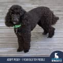 Photo of Peggy 1 Year Old Toy Poodle (Hold)