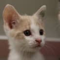 Photo of Popcorn