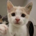 Photo of Popcorn