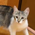 Photo of Tigger