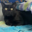 Photo of Loki