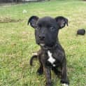 Photo of Diesel