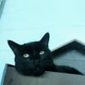 Photo of Loki