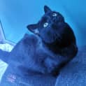 Photo of Loki
