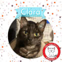 Photo of Clara *9 Lives Project Rescue*