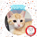 Photo of Lara *9 Lives Project Rescue*