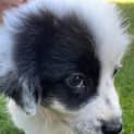 Photo of Bam Bam