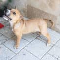 Photo of Dahlia